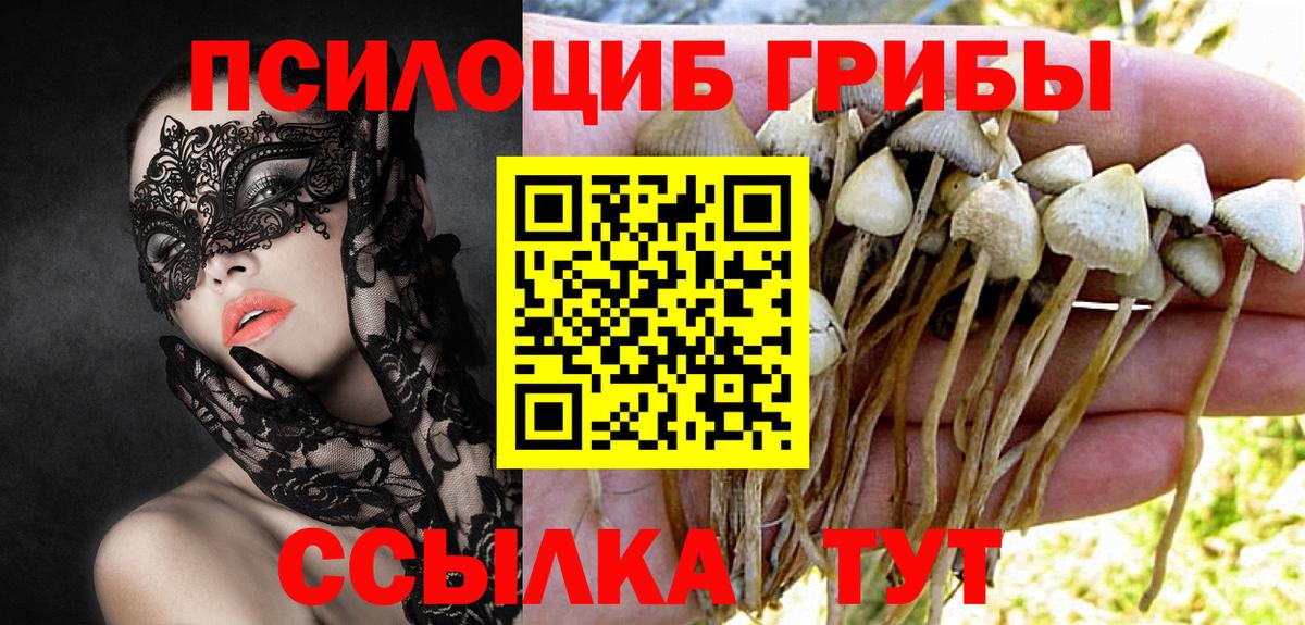 Псилоцибиновые грибы Psilocybe Красноярск